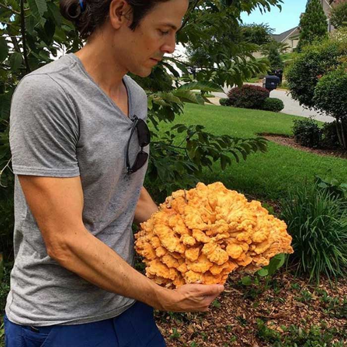 Introducing The Chicken Of The Woods Mushroom Laetiporus