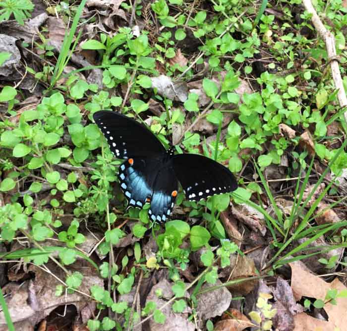 A gorgeous spicebush swallowtail butterfly (Papilio troilus) resting on a patch of chickweed, perhaps to get a sip of water. Please avoid using synthetic pesticides. The best method to control chickweed in your yard? Eat it.