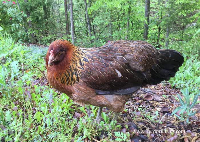 Our friend's chicken foraging a late-season patch of chickweed.