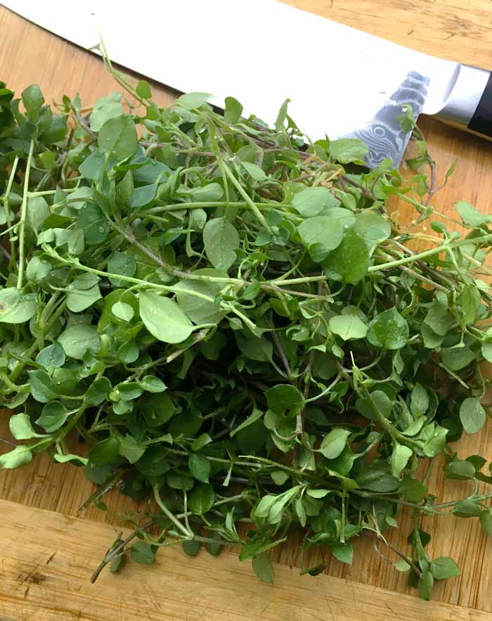 Chickweed on the cutting board at Tyrant Farms. (Stellaria media)