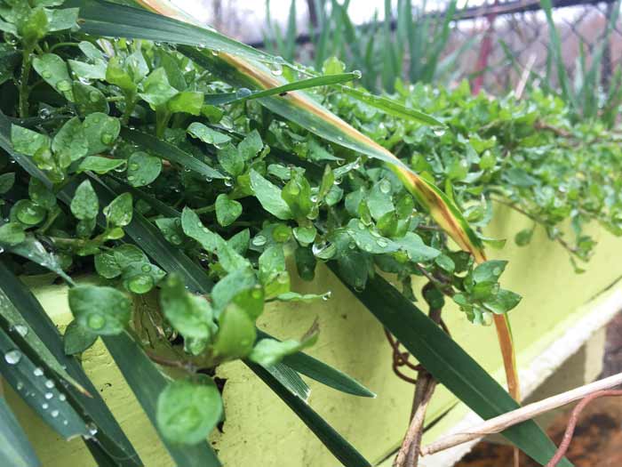 We also grow chickweed on the living roof of our duck house, aka the Quacker Box. Since our ducks love fresh chickweed, it's nice to have it nearby for a treat.