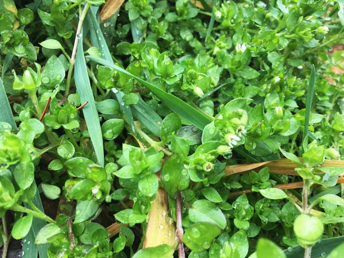 A lush patch of common chickweed (Stellaria media) glimmering after a late winter rain.