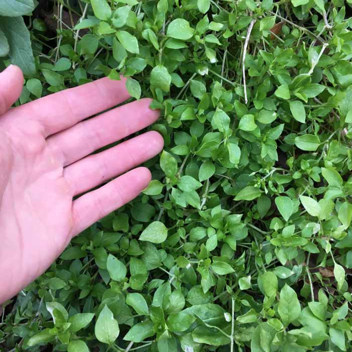 A mound of edible medicine? Chickweed is certainly good for you as a vitamin and mineral-rich veggie, and it likely has medicinal qualities too.
