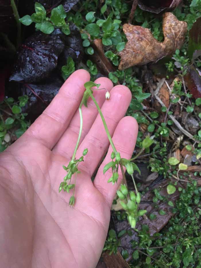 At the end of its lifecycle as the weather warms, a chickweed plant's stems will grow long, thin segments with a final flower/seed cluster on the tip. Once the seeds mature, the plant will die, leaving behind plenty of seeds for the following cool season.