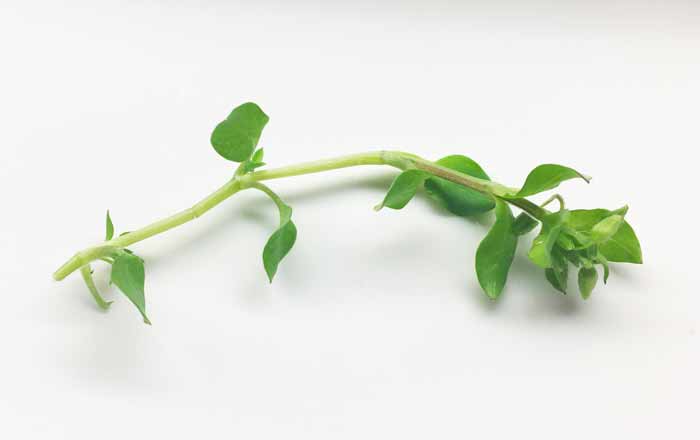 A closer look at a single stem of chickweed (Stellaria media).