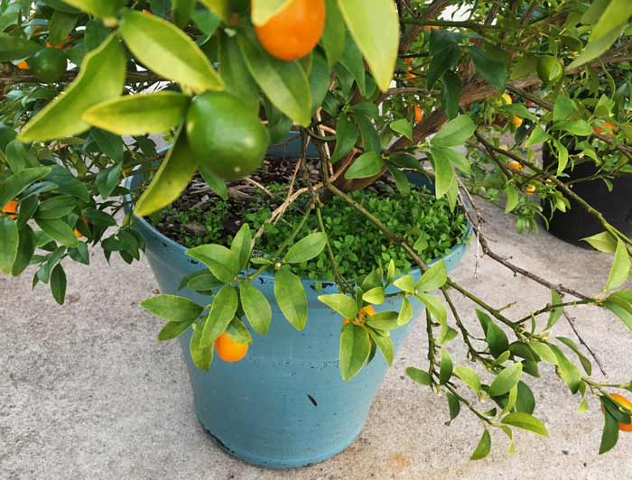 We also grow chickweed in our potted citrus containers, like this kumquat plant. That way, it's easy to get a serving of fresh fruits and veggies from the same pot!
