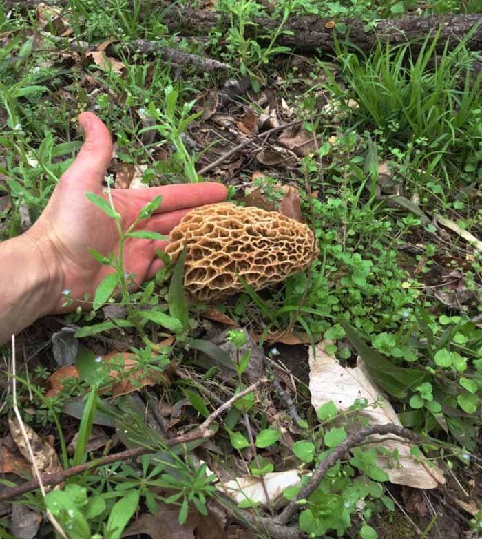 A beautiful blonde morel mushroom fruiting in March. Notice the patch of chickweed right next to it? There are also a few other edible wild plants in this photo.