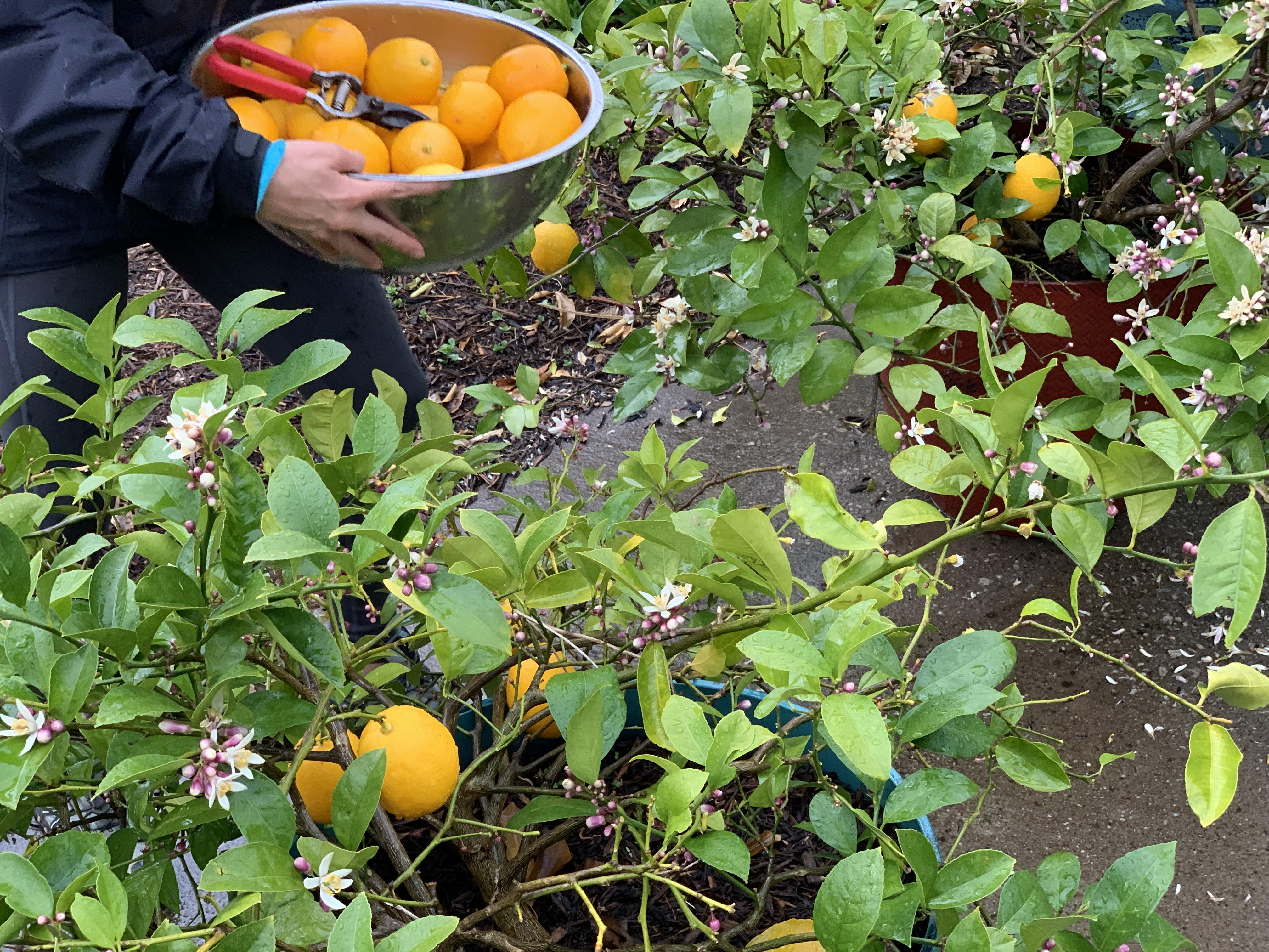 Picking Meyer lemons from plants we propagated ourselves is even more rewarding!