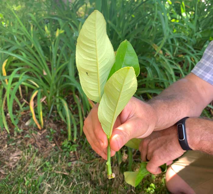 Ryan holding up an ideal Buddha's hand cutting. 