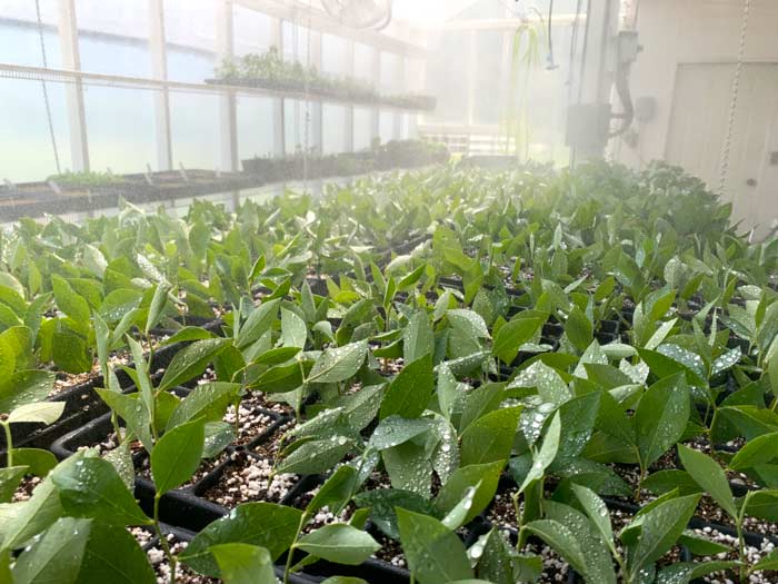 Citrus cuttings under perfect conditions in Ryan's passive solar greenhouse. You can replicate these conditions in your home without having any fancy equipment.