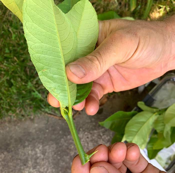 Many citrus varieties also have thorns, so be careful and consider wearing gloves. You can cut off the horns during cutting to make handling easier throughout the process.
