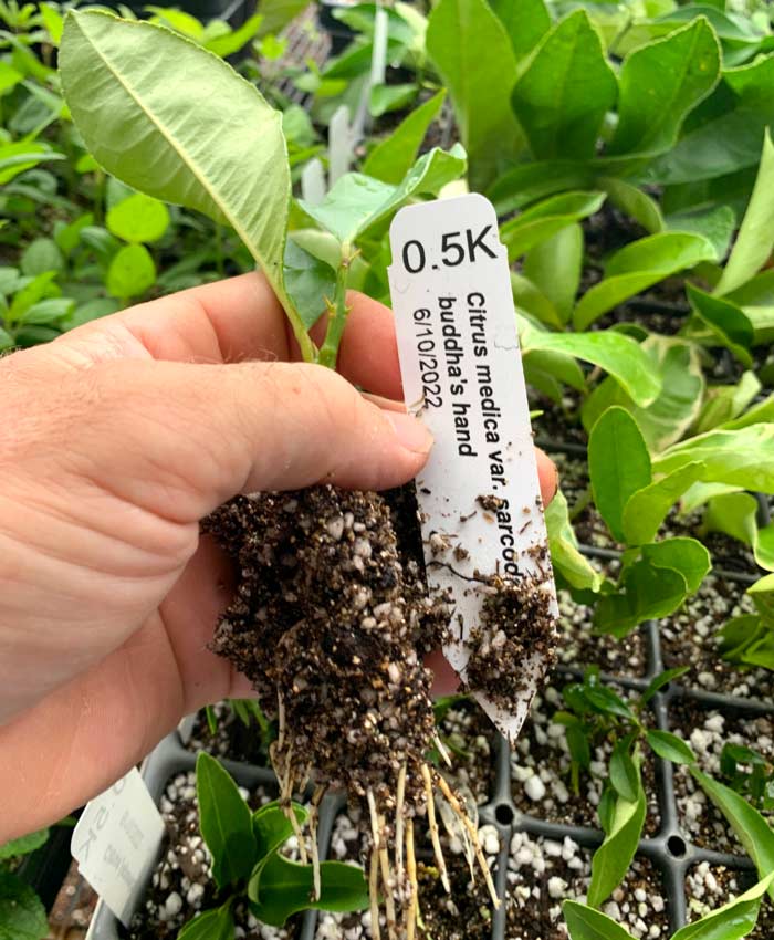 July 2 (about 3 weeks after taking cuttings) and this Buddha's hand already has a nice root system developing. How long does it take citrus cuttings to form roots?