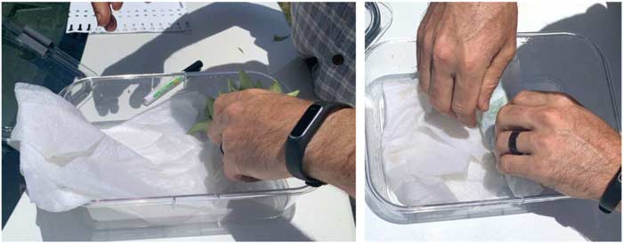 Ryan rolling each cutting in a damp paper towel and then putting each cutting from the same variety in its own container. Also note the labels and pen for marking varieties - important if you're doing more than one variety!