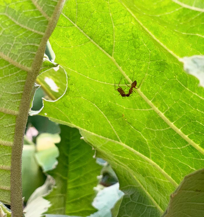 Large red ants greeting each other on the underside of a cocona leaf. Cocona plants most closely resemble giant eggplant plants. They produce large, heavily veined leaves with scalloped leaf margins. 
