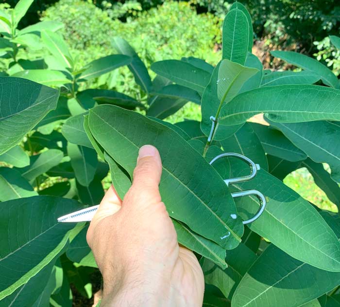 These are about as large as you want to pick Common milkweed leaves for eating. Despite their size, they were harvested from the top of the plants and are still tender.