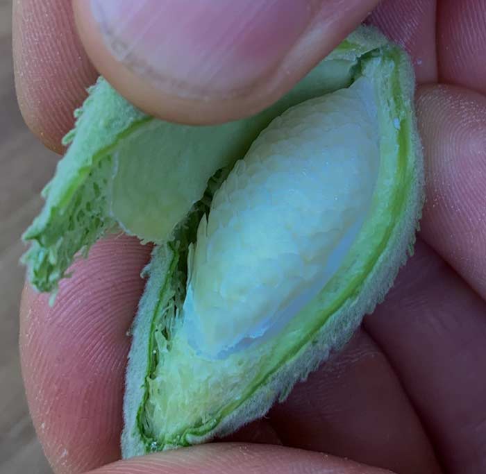Pure deliciousness: immature seeds and silk of Common milkweed (Asclepias syriaca).