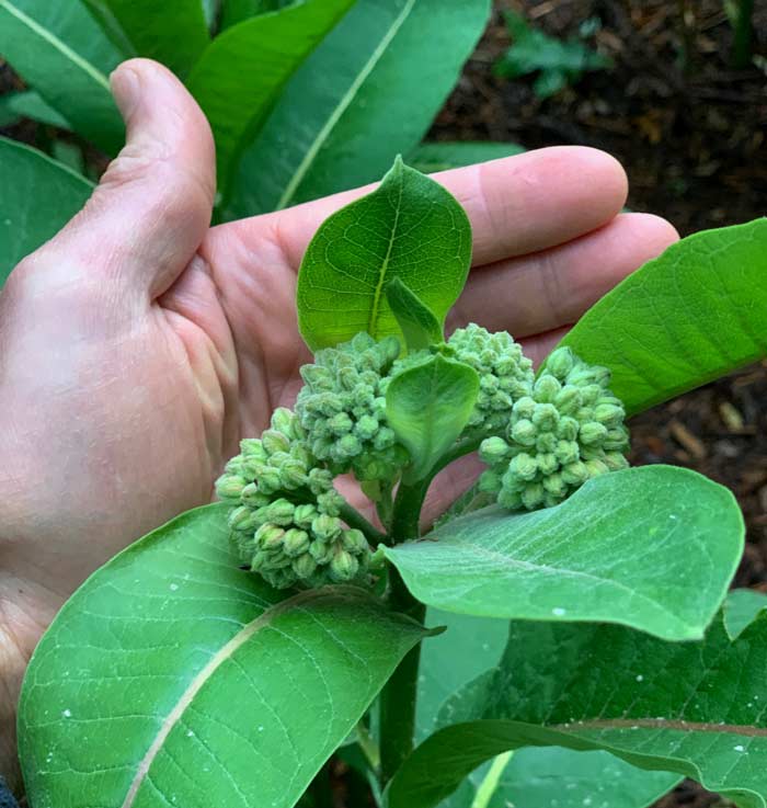 Common milkweed flower buds: another delicious and unique edible part of the plant.
