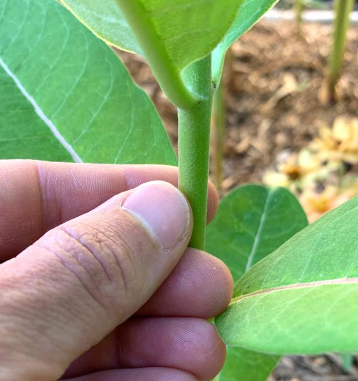 A closer look at the slightly fuzzy stem of Common milkweed. 
