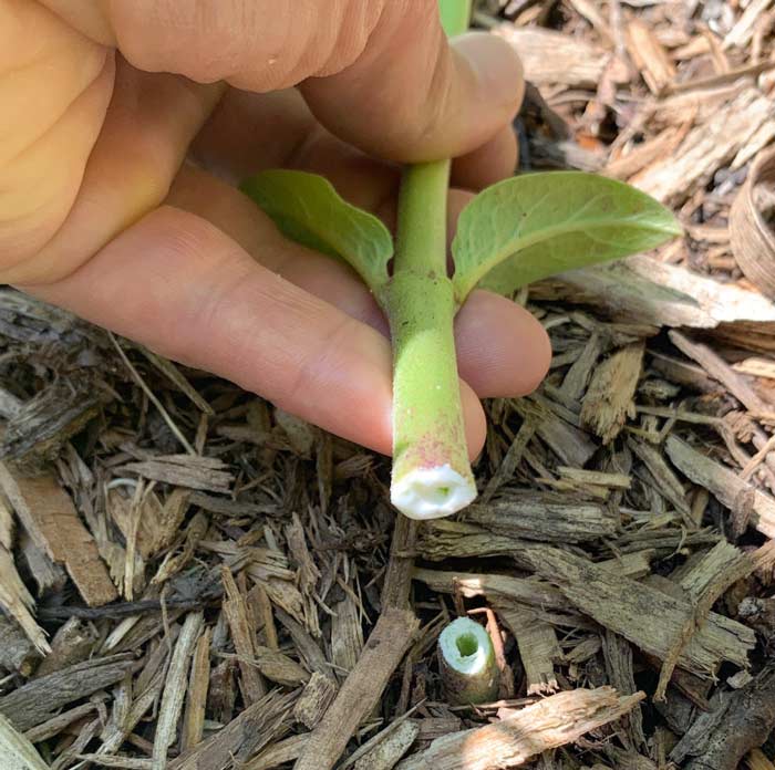 Note the hollow stem of the Common milkweed. This is a runner we removed from a spot where we don't want the plant growing. Even if you pick these late, you can still use the tops of the runners just as you would early spring shoots. 