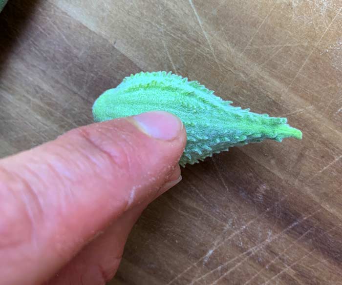 Note the line running the length of this immature milkweed pod. Follow this line with a knife to open the pod and take a peak at the immature seeds and silk inside.