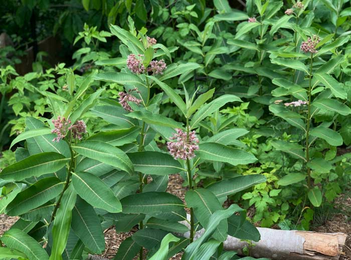 Edible delights: Common milkweed, raspberries, and pawpaws growing together in one of our garden beds.