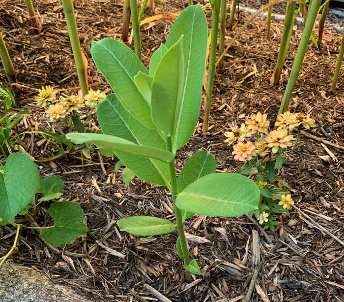 A Common milkweed runner that's at least 6' away from the parent colony.