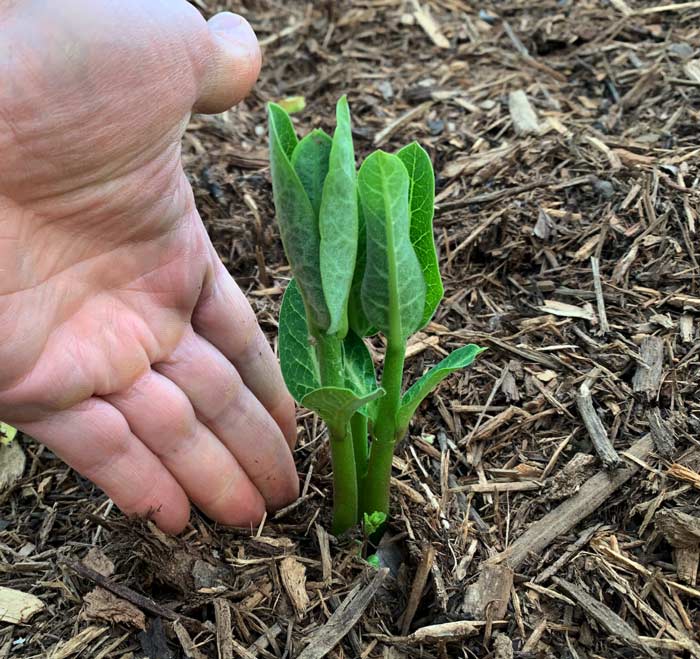 These Common milkweed shoots would be delicious but can be left to get a little taller before harvesting.