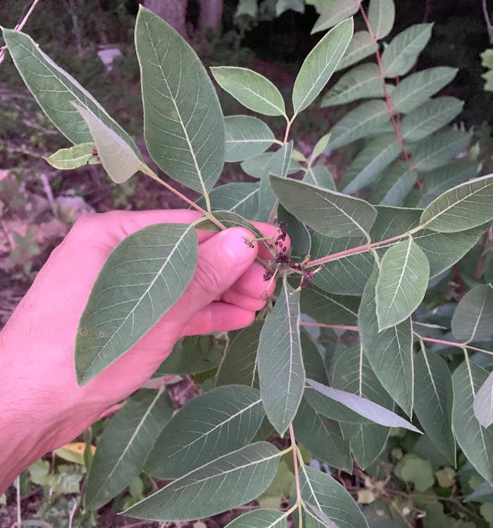 Dogbane growing on the edge of our neighbor's property. One of the single easiest ways to identify dogbane vs Common milkweed is that dogbane branches as it matures, as you can see here. Although the flowers have dropped, you can also see that the flower cluster is much smaller with fewer flowers than a Common milkweed.