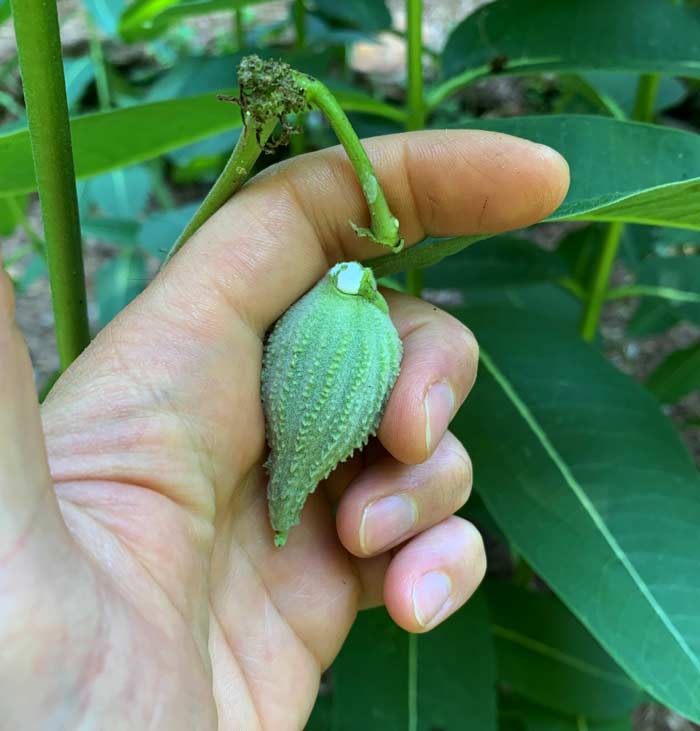 An immature Common milkweed pod, which can be snapped off the plant by hand. We'll tell you more about when to harvest and how to use Common milkweed pods below! 
