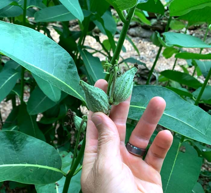 A perfect size to harvest Common milkweed pods if you want to eat the whole pod, skin and all.