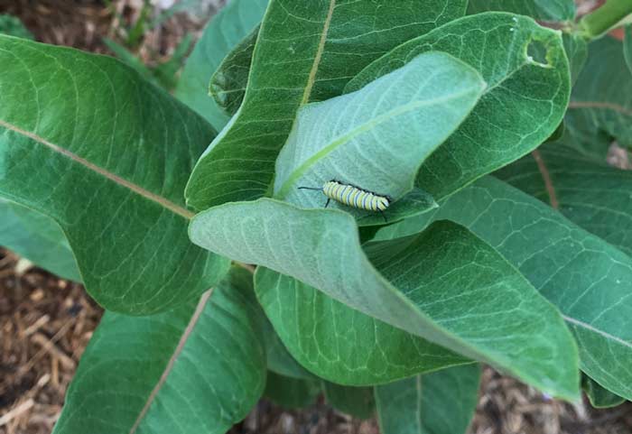 A Monarch butterfly chowing on a Showy milkweed leaf. If you grow multiple species of milkweed in your garden, you can also move Monarch caterpillars from milkweeds you eat to inedible species you don't eat.
