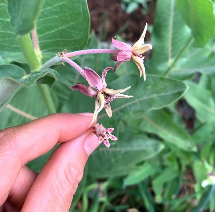 A closer look at Showy milkweed flowers (Asclepias speciosa). Although similar in color to Common milkweed flowers, note their larger size and how few flowers there are per cluster.