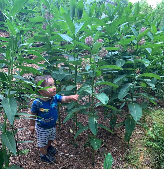 Our toddler walking in one of our Common milkweed patches. As you can see here, Common milkweed can grow quite high, approximately 2.5 toddlers high.
