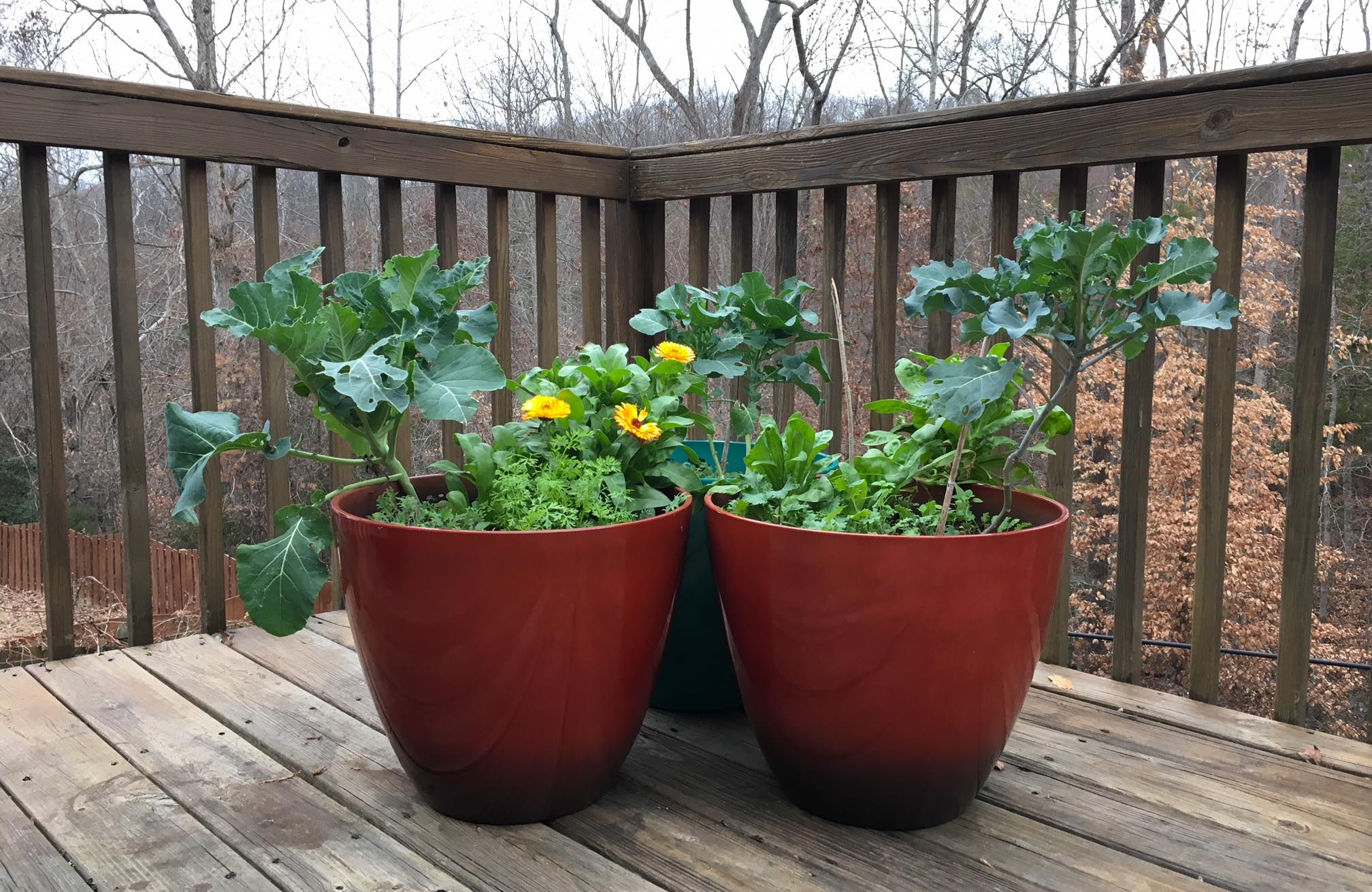 Container Gardening Questions Answered Tyrant Farms We Also Like To Grow Cool Weather Crops In Containers Throughout The Winter Seeing Calendula