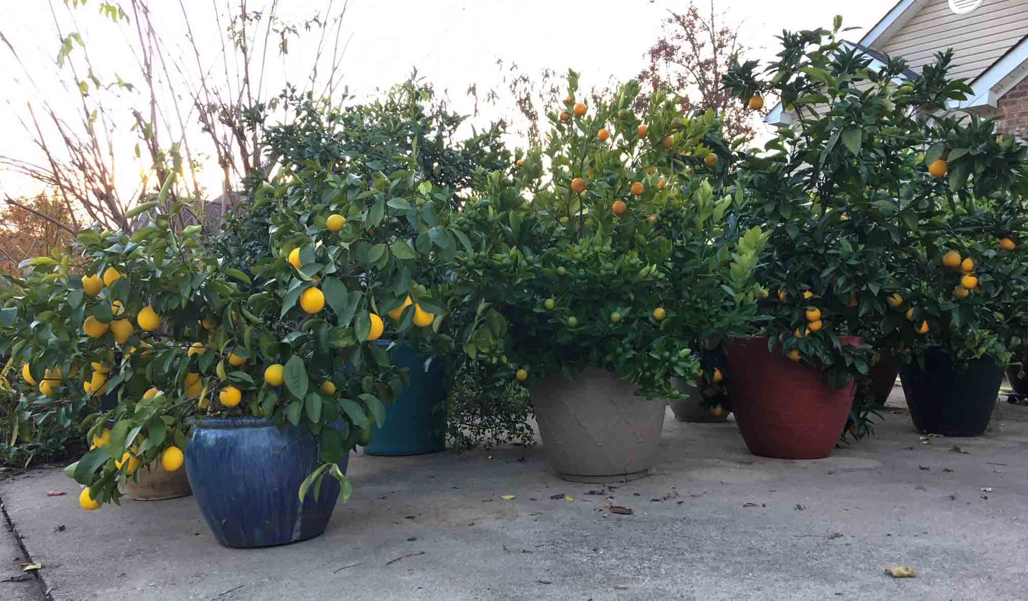 Some of our potted citrus trees.
