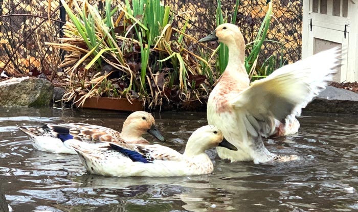 Jackson the duck, our oldest female is still flying high at almost 10 years old (although she is technically flightless). She doesn't produce nearly as many eggs as she used to, and that's fine by us since she's also a beloved pet. 