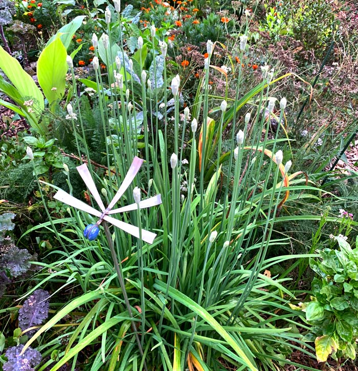 Alliums feature prominently in our organic edible landscape. For example, these garlic chives put on a beautiful flower show in late summer each year.