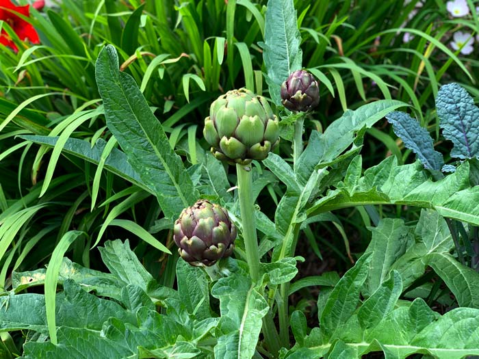 Purple artichokes in our front beds. Artichokes and cardoons are large showy plants in the thistle family, which will become apparent if you let them go fully to bloom. 