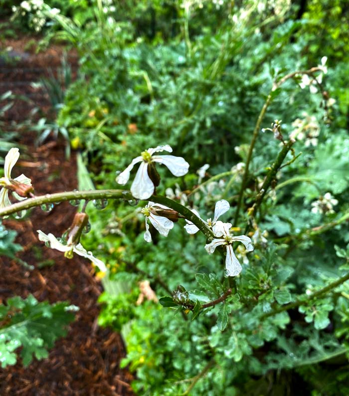 Astro arugula (an annual green) produces attractive flowers when it goes to bolt, as seen here. Another species of arugula we grow is Sylvetta, a much more strongly flavored perennial green. Deer don't like either plant. 