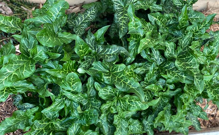 Arums, poisonous to people and deer, but a gorgeous cool season ground cover.