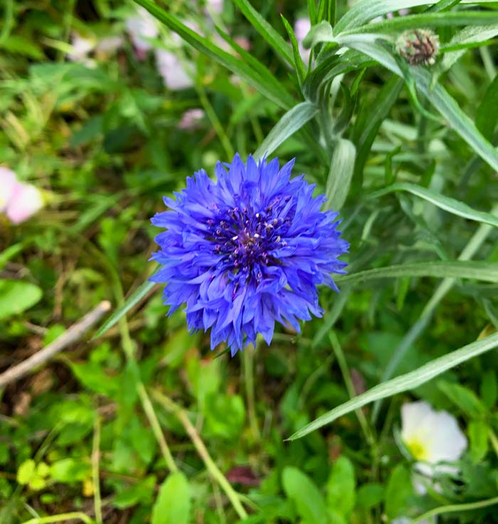 Blue flowers are pretty rare in nature, which is one of many reasons that bachelor's buttons are so striking.