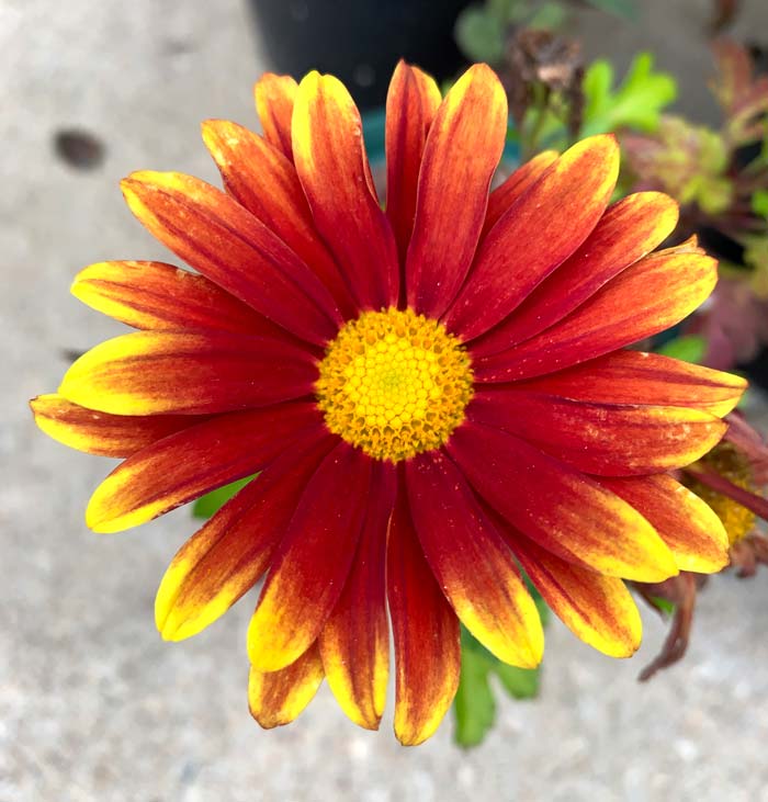 Blanket flowers feature gorgeous shades of yellow, orange, and red. 