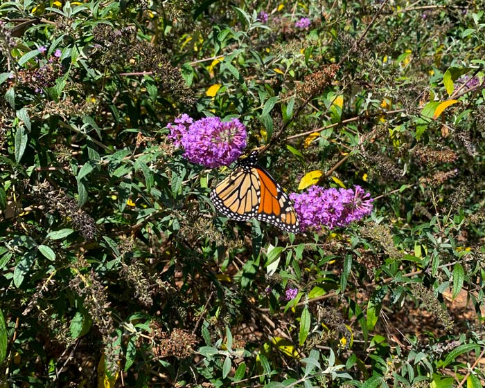 A butterfly bush doing what butterfly bushes do: feeding butterflies.