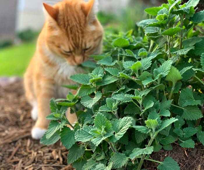 Deer don't like the strong scent or flavor of catnip. However, Bob the cat is a fan. 
