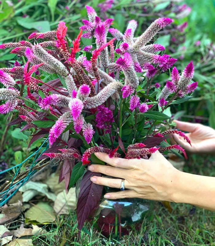 The Tyrant making a celosia bouquet from some of the unique hybrid varieties growing on our property.