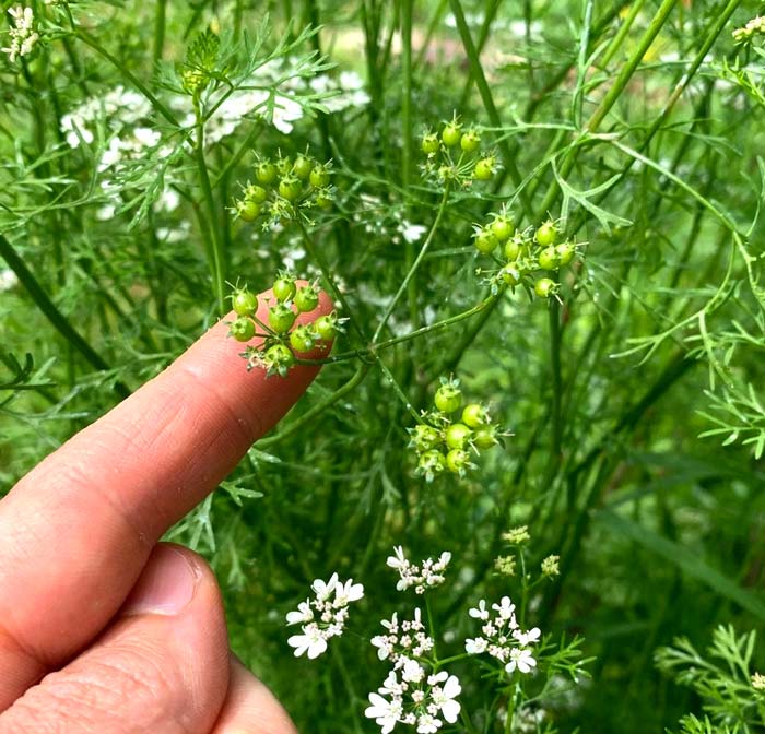 One of our favorite cool-weather deer-proof herbs. "Cilantro" is the name typically used for the leaves, whereas "coriander" refers to the mature dried seeds. However, this picture shows our favorite edible part of the plant: the immature green seeds, which pack incredible flavor. 