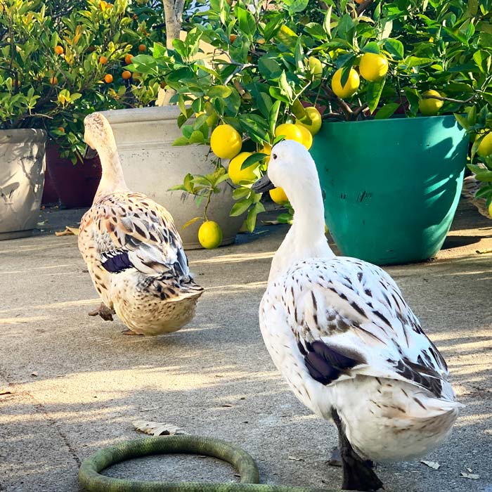 Our ducks strolling into the potted citrus garden.