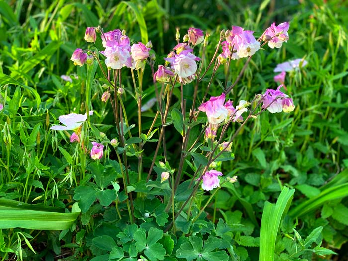 Columbines in bloom. 