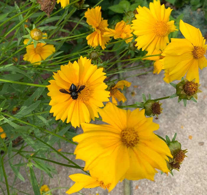 An all-black native bee species loves foraging our coreopsis flowers every summer. We don't dead-head these flowers after bloom because goldfinches love to eat the seeds. 