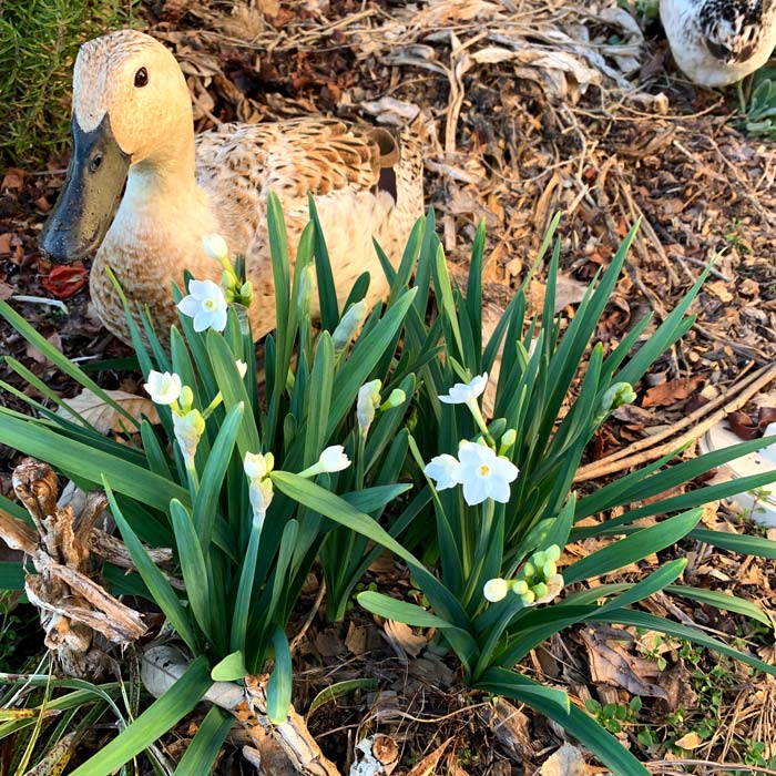 One of our ducks modeling a blooming narcissus plant, which deer loathe.